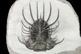 New Trilobite Species (Affinities to Quadrops) - Very Large! #86535-8